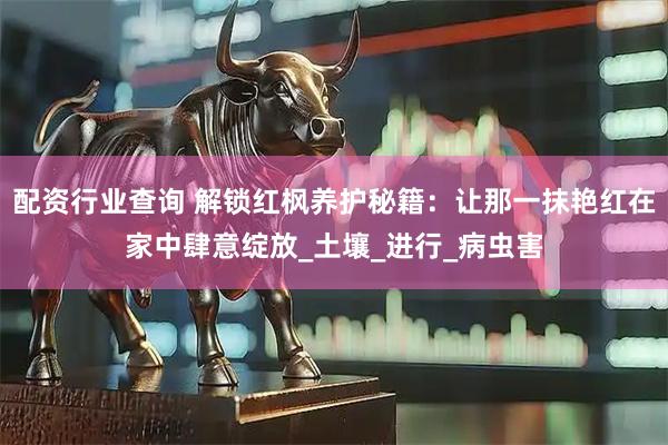 配资行业查询 解锁红枫养护秘籍：让那一抹艳红在家中肆意绽放_土壤_进行_病虫害