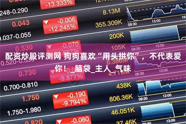 配资炒股评测网 狗狗喜欢“用头拱你”，不代表爱你！_脑袋_主人_气味